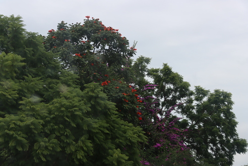 African tulip tree