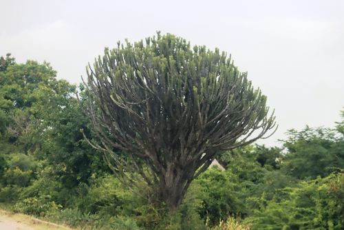 Common Tree Euphorbia