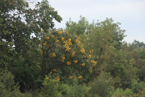 whitebark senna