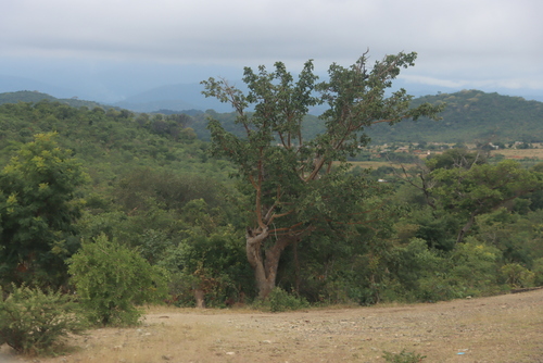 Broom Sycamore Fig