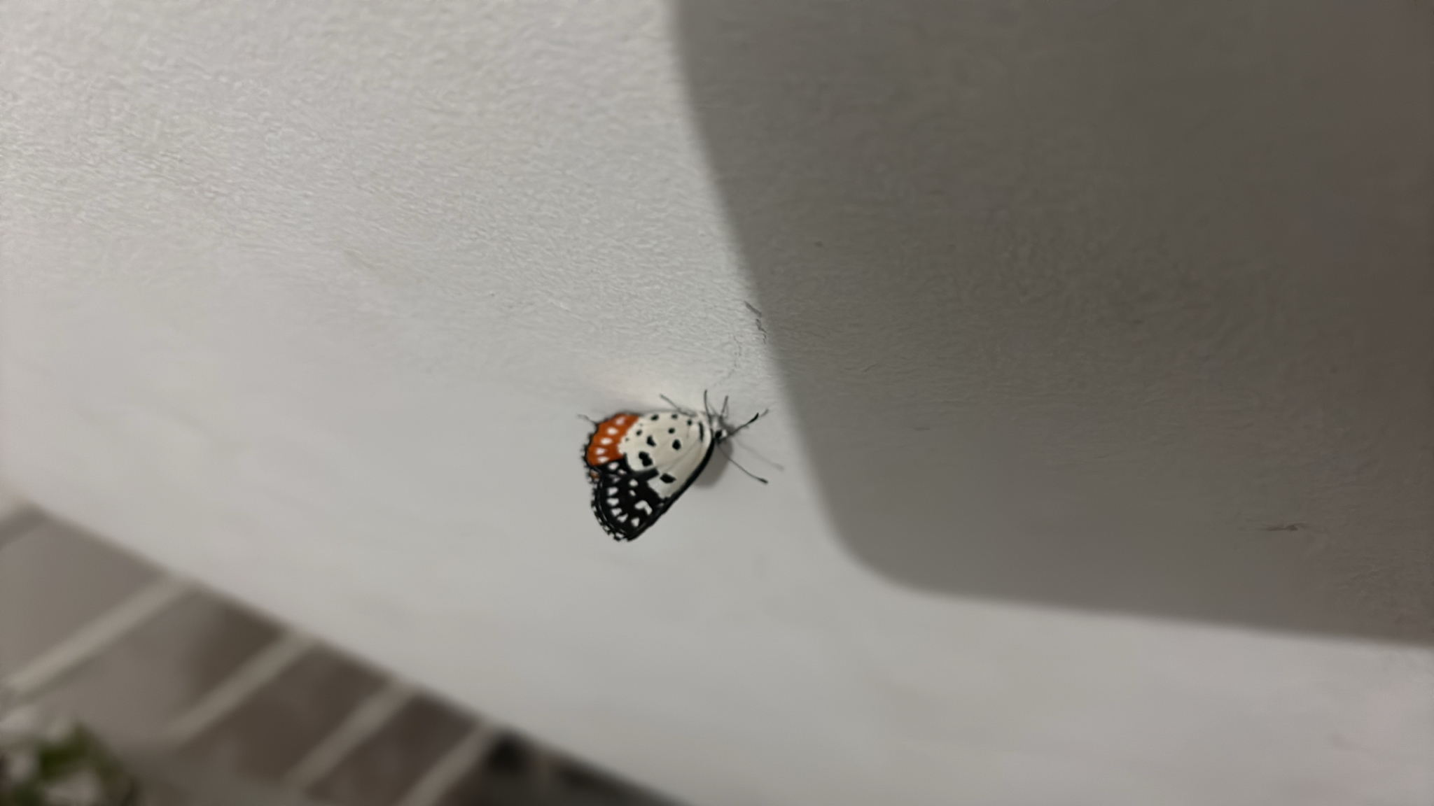 Red Pierrot