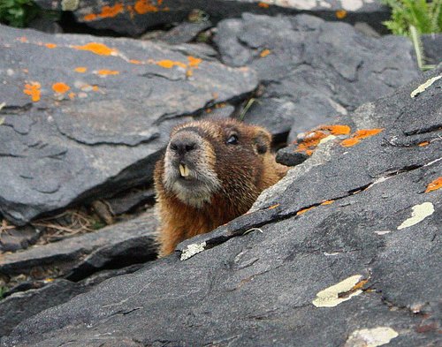 Marmota flaviventris