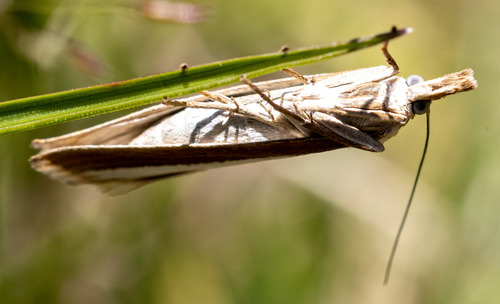 Crambus de Bolivar