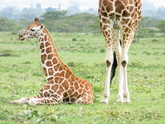 Giraffa camelopardalis rothschildi