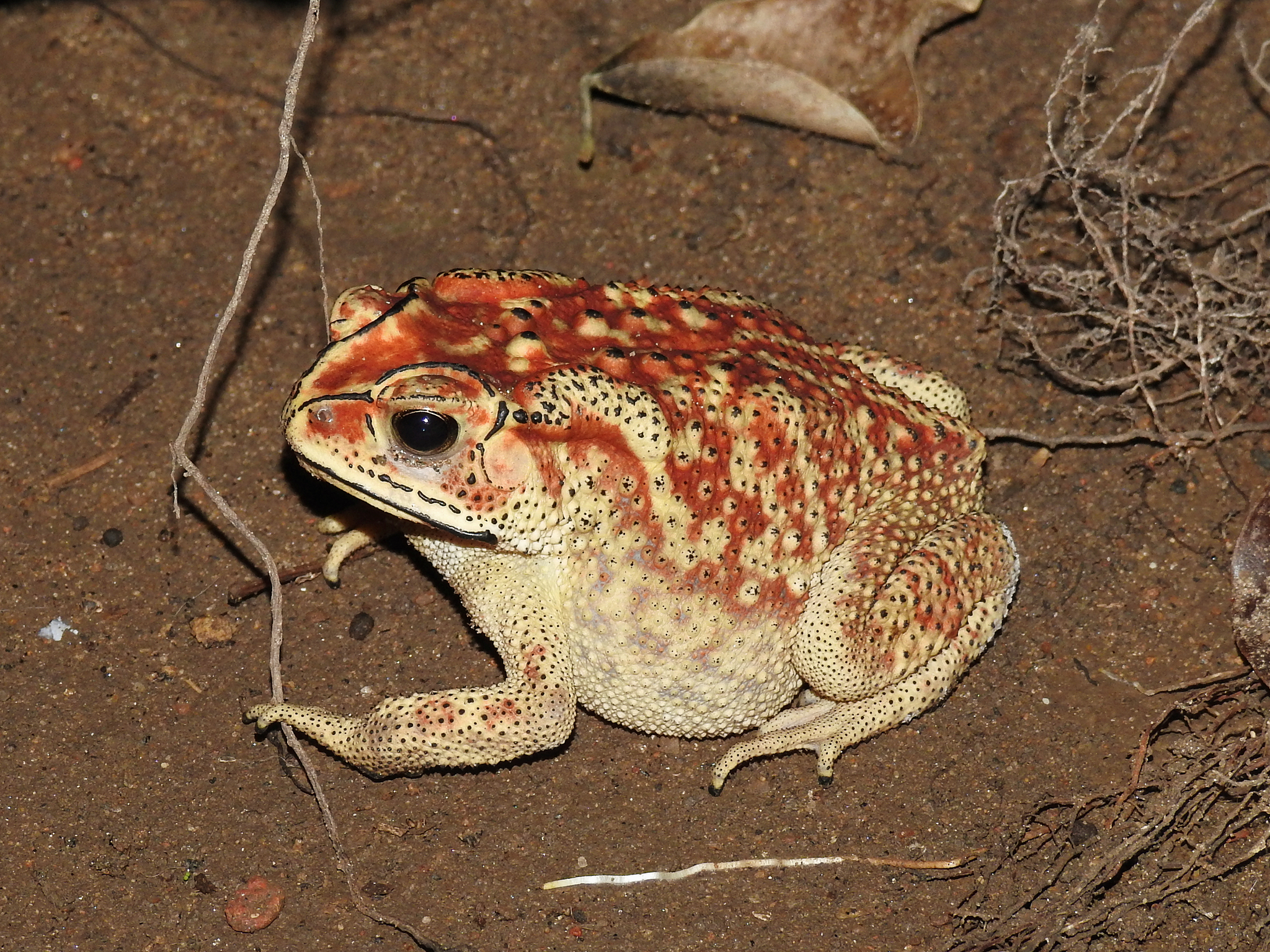 Indian Common True Toad