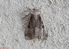 Eueretagrotis sigmoides