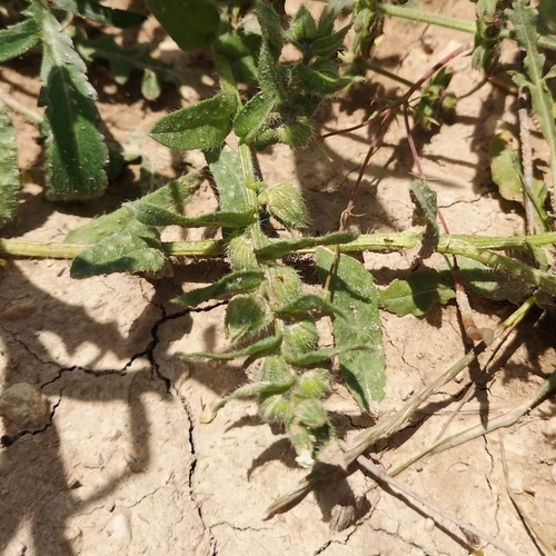 Nonea echioides, 2025-05-18