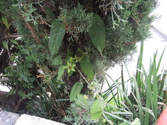 Gonolobus uniflorus