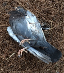 Columba livia domestica