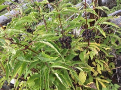 Sambucus racemosa melanocarpa
