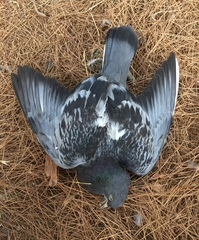 Columba livia domestica