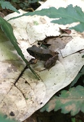 Naomi's Forest Frog photo 2