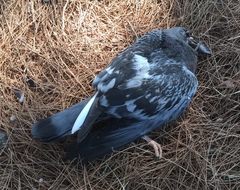 Columba livia domestica