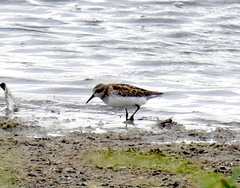 Calidris mauri