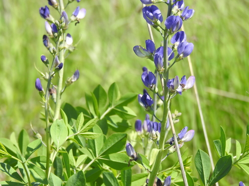 Baptisia australis
