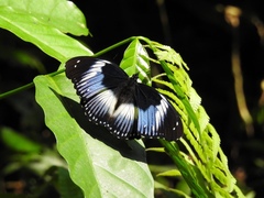 Hypolimnas salmacis magnifica