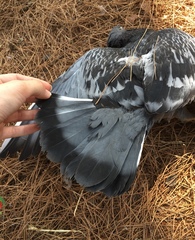 Columba livia domestica