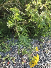 Tanacetum vulgare