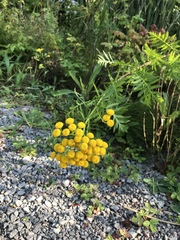 Tanacetum vulgare