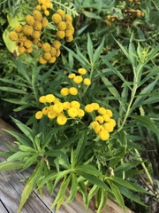 Tanacetum vulgare