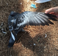 Columba livia domestica