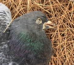 Columba livia domestica