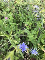 Cichorium intybus