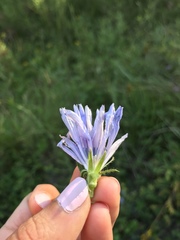 Cichorium intybus