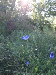 Cichorium intybus