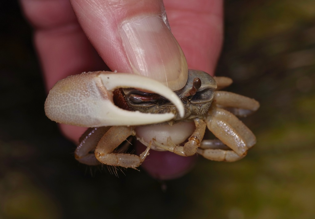 Gulf sand fiddler