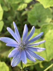 Cichorium intybus