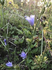 Cichorium intybus