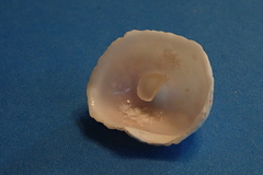Crucibulum auricula