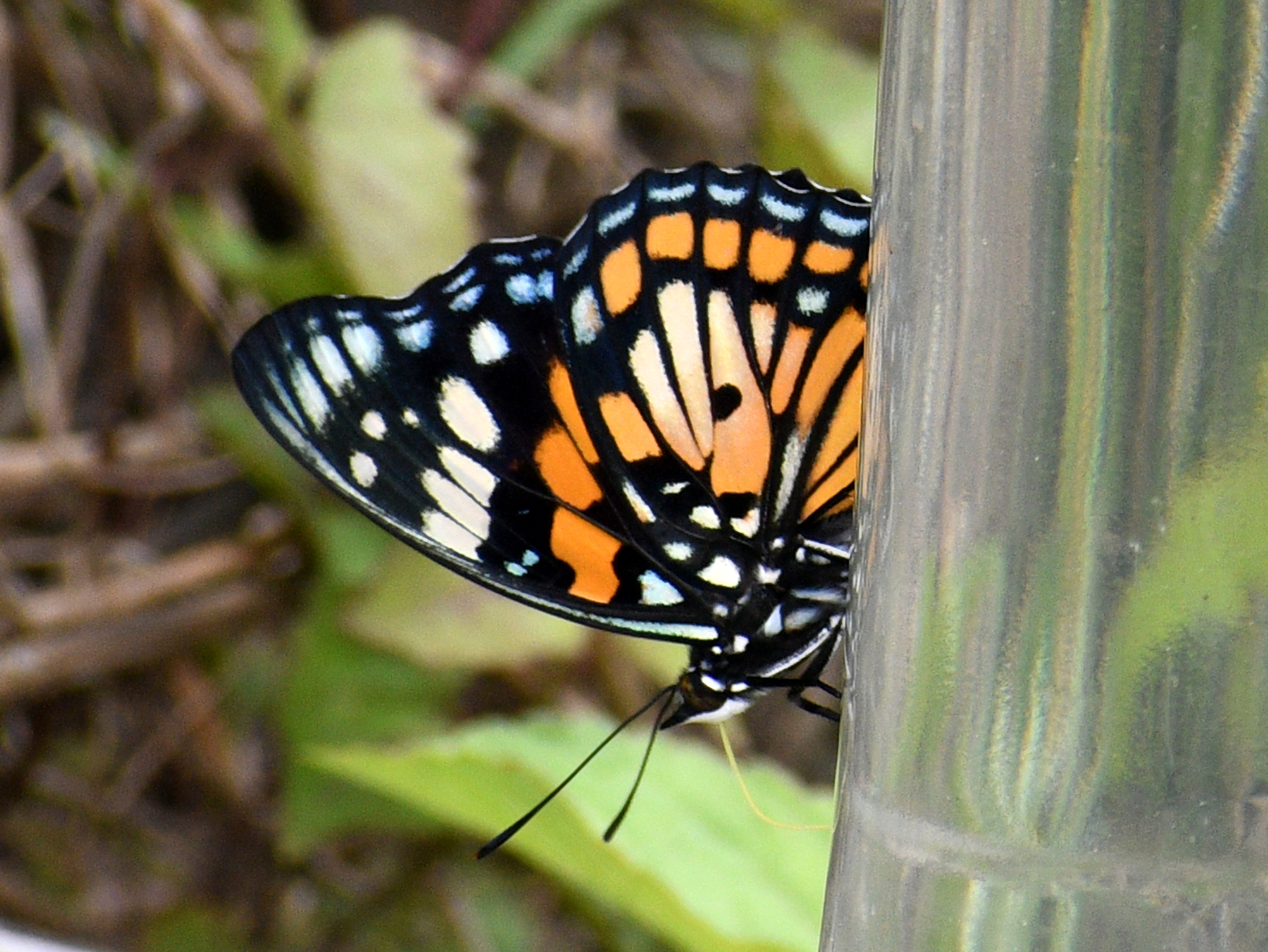 White-Spotted Courtier