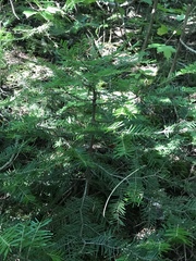Abies balsamea