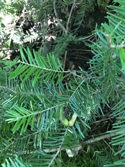 Abies balsamea