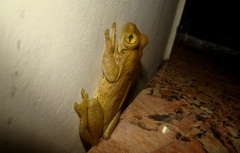 Trachycephalus mesophaeus