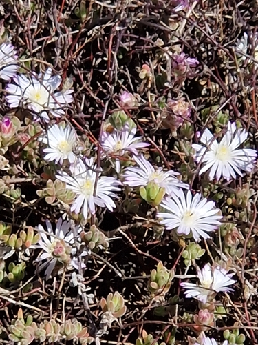 Drosanthemum floribundum