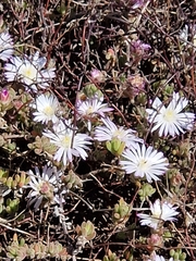 Drosanthemum floribundum