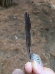 Curruca melanocephala