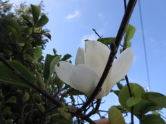 Magnolia denudata