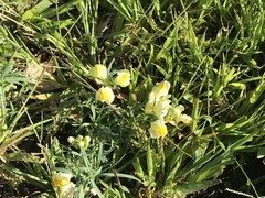 Linaria vulgaris