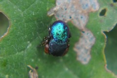 Sassacus alboguttatus