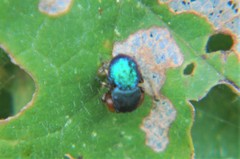 Sassacus alboguttatus