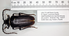 Prionus californicus