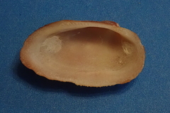 Barbatia domingensis