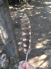 Otus scops
