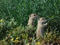 Xerospermophilus spilosoma