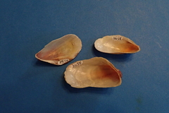 Modiolus americanus