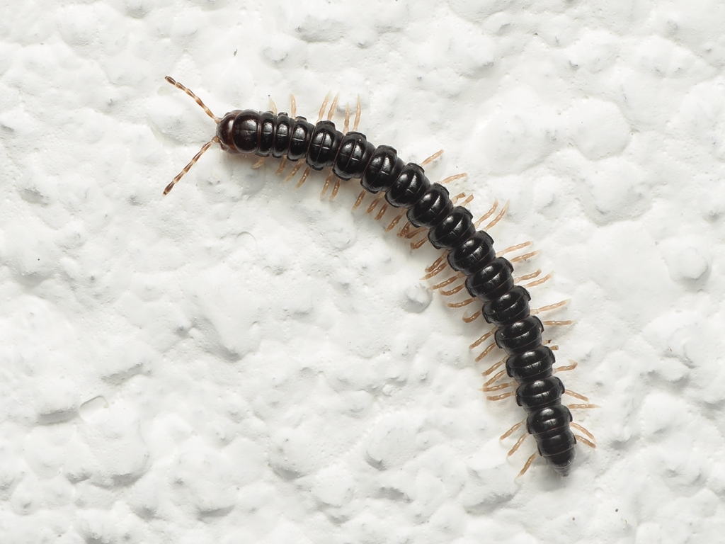 Singhalorthomorpha